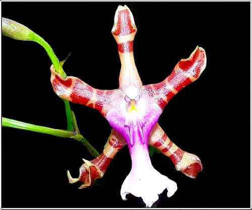Miltonia clowesii